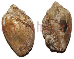 heera shankh